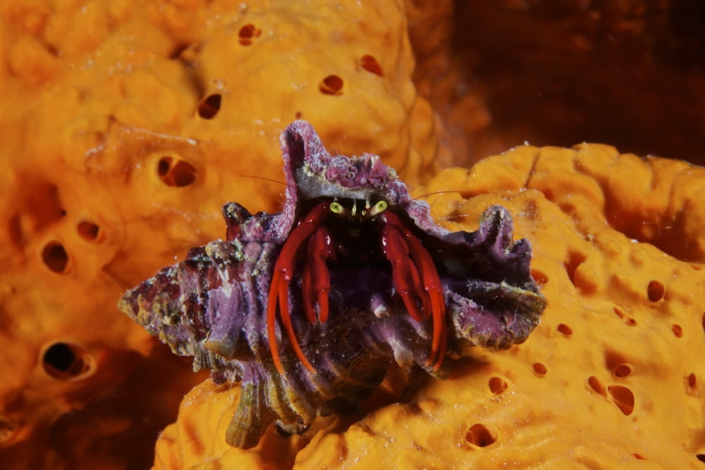 Hermit Crab on a large elephant ear sponge Canvas Art - Terry MooreStocktrek Images (18 x 12)