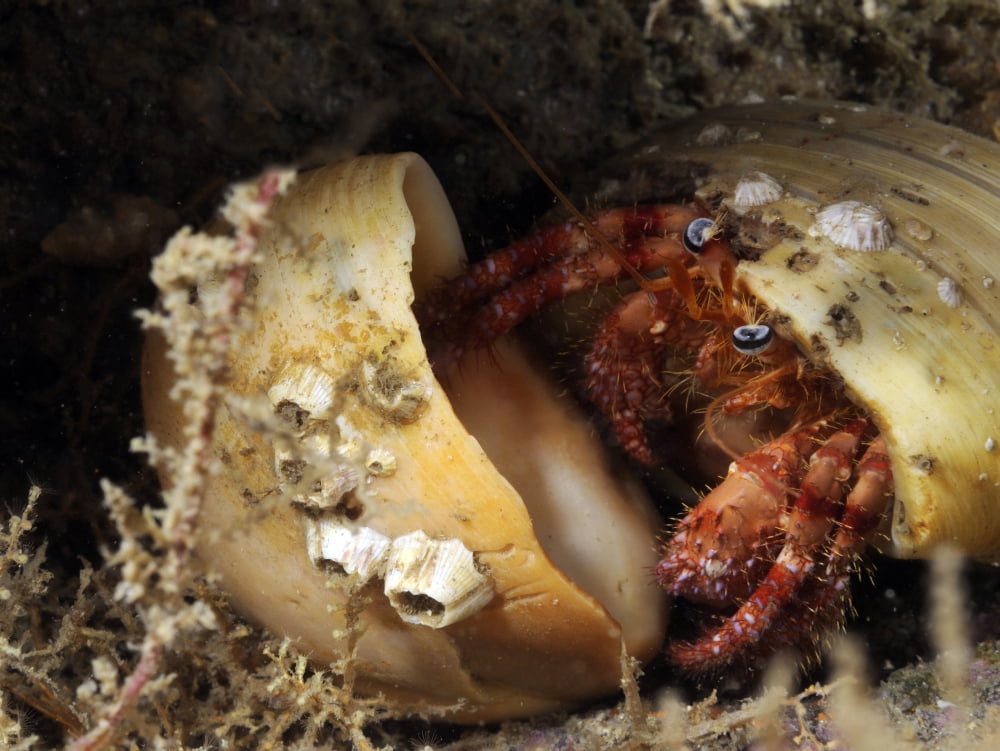 Hermit Crab tucked away in its protective shell Canvas Art - Karen DoodyStocktrek Images (17 x 13)