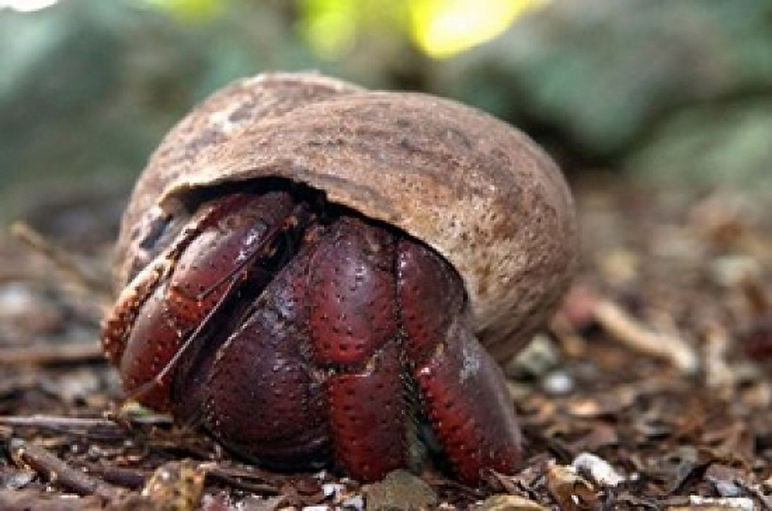 Hermit crab (crustacean) Virgin Islands Canvas Art - Trish Drury DanitaDelimont (24 x 15)