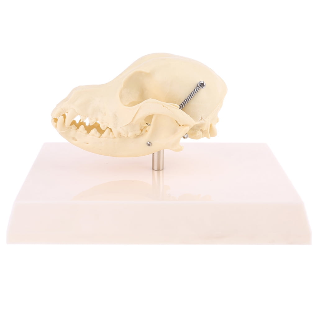 HeroNeo Canine Dog Skull Model Anatomy Skeleton Veterinary Specimen Teaching Display Education Halloween Gifts