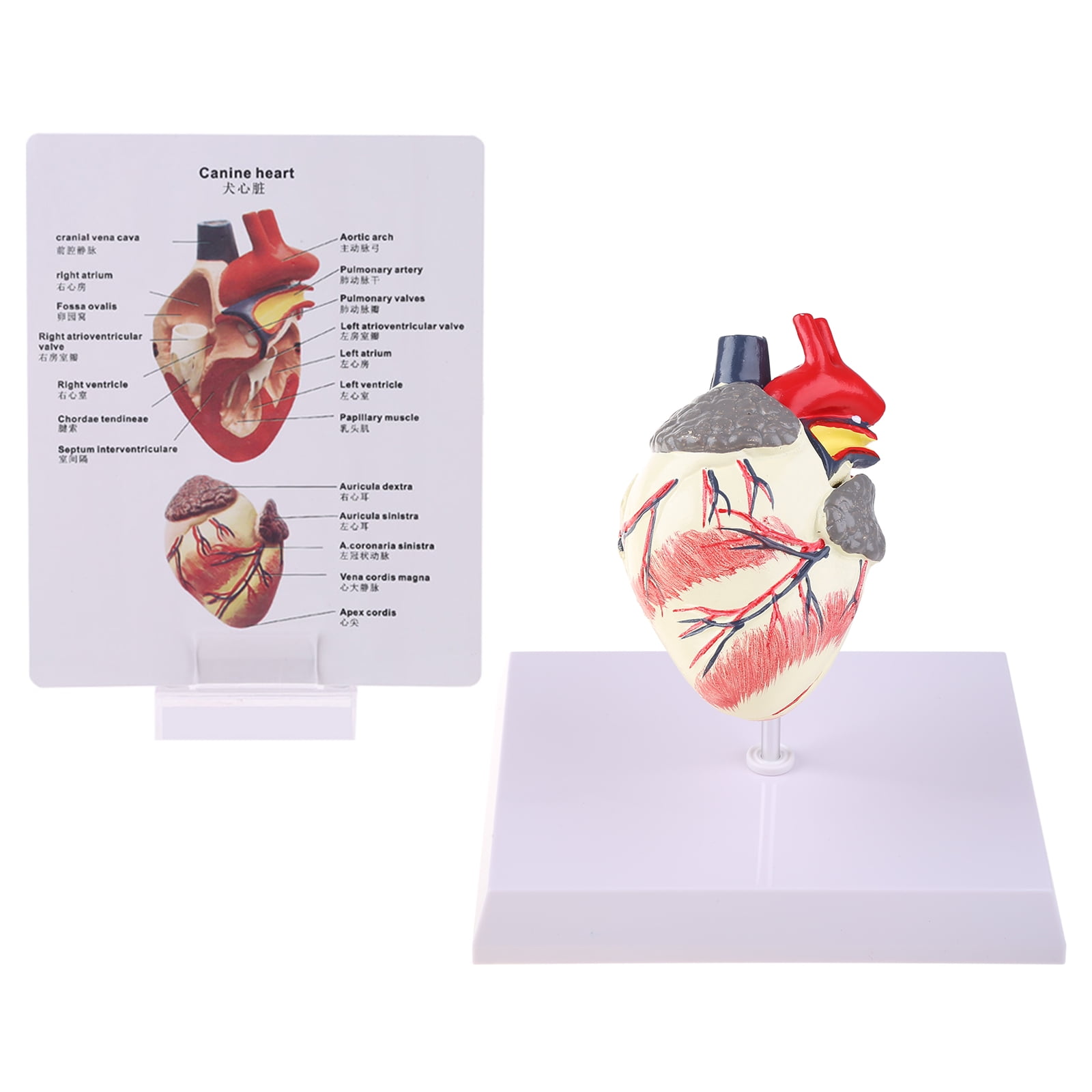 HeroNeo Dog Heart Anatomy Model Canine Pet Animal Organ Study Teaching Aid Education
