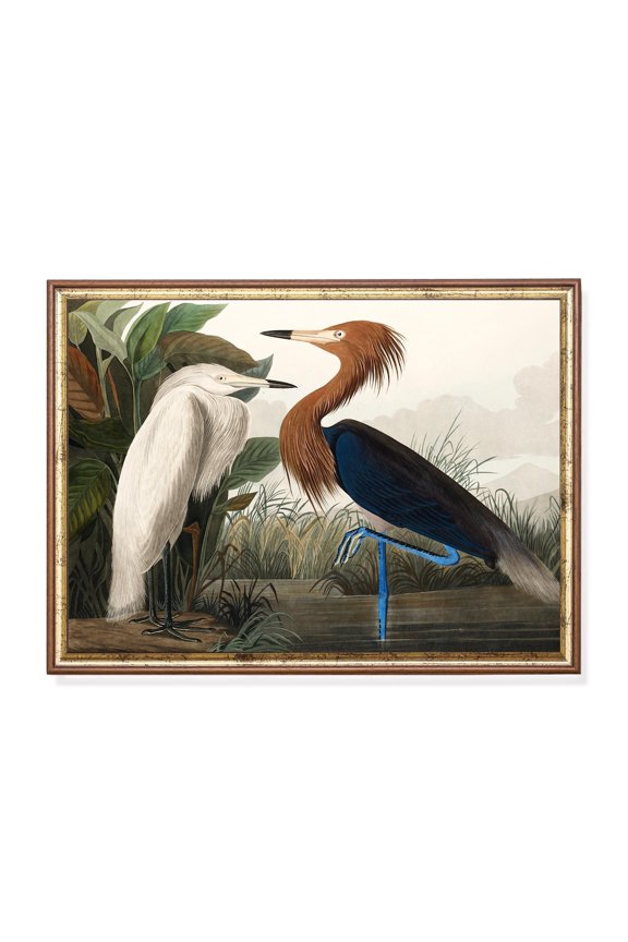 Heron Bird Ornithology Illustration Egret Heron Natural History Bird Nature Wall Art Decor Unframed Paper Print