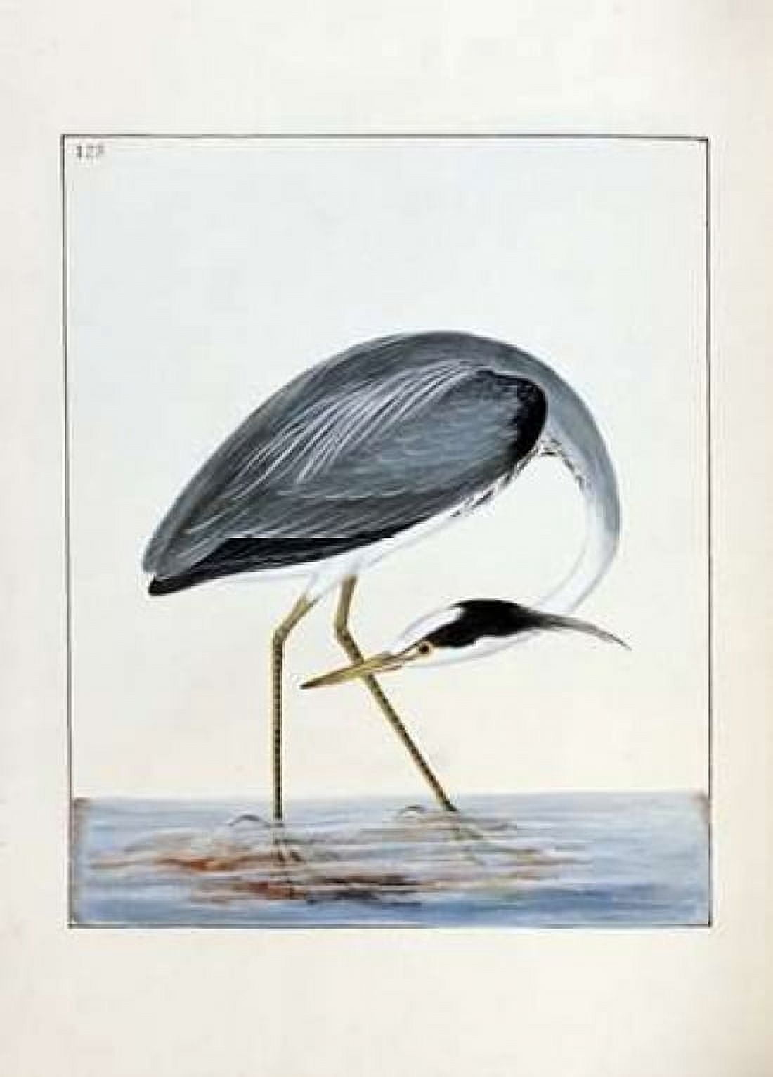 Heron Canvas Art - William Lewin (20 x 28)