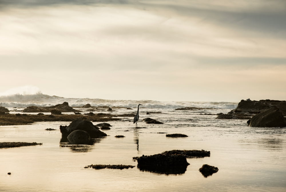 Heron on the beach Mavericks Beach Half Moon Bay San Mateo County California USA Canvas Art - Panoramic Images (18 x 24)