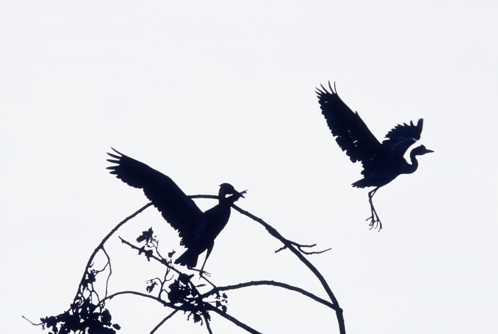 Herons In Flight Canvas Art - The Irish Image Collection Design Pics (36 x 24)