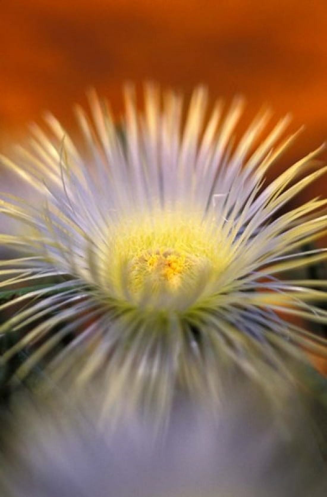 Herra elongara Namaqualand South Africa Canvas Art - Michele Westmorland DanitaDelimont (24 x 36)