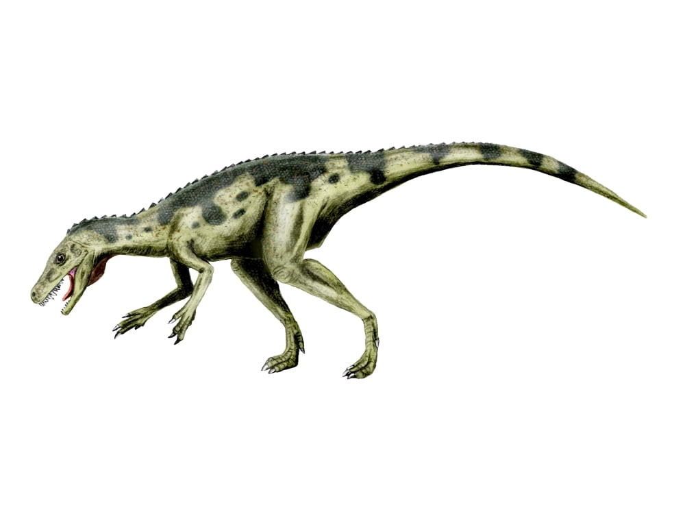 Herrerasaurus dinosaur Canvas Art - Nobumichi TamuraStocktrek Images (33 x 25)