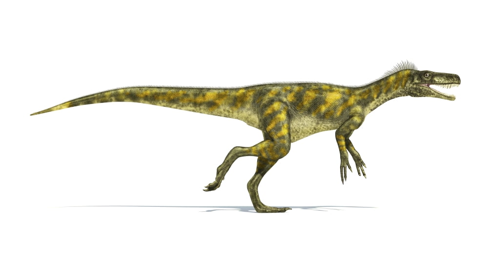 Herrerasaurus dinosaur on white background Canvas Art - Leonello CalvettiStocktrek Images (39 x 21)