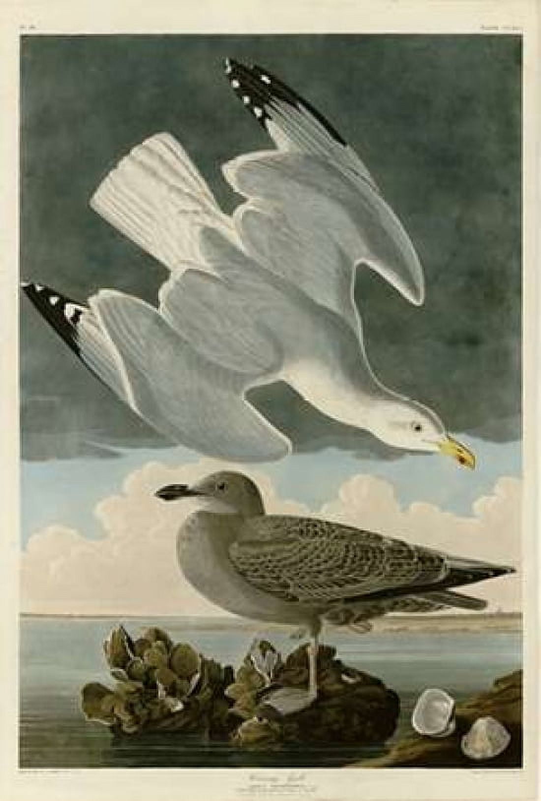 Herring Gull Canvas Art - John James Audubon (20 x 28)