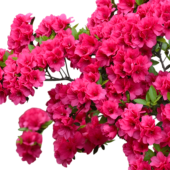 Hersheys Red Azalea Plant  3 Gallon Potted Evergreen Flowering Shrub with Deep Red Spring Blooms