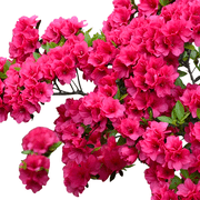 Hershey s Red Azalea Plants   Set of 2, 1 Gallon Potted Evergreen Flowering Shrubs with Deep Red Blooms
