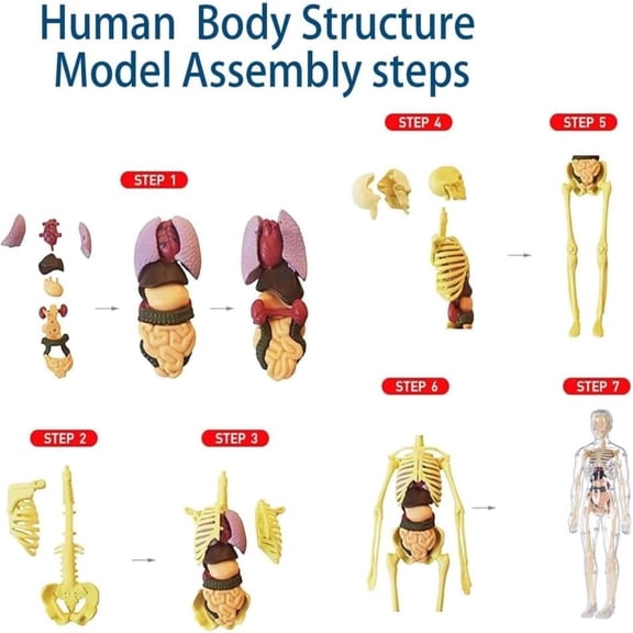 Herunwer DIY Human Body Anatomy Model Kit, Transparent Skeleton and Removable Organs Torso for Science Education