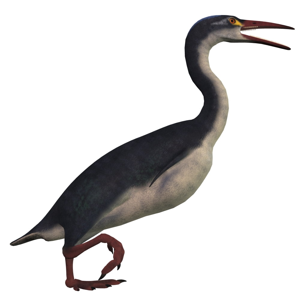 Hesperornis a genus of flightless birds from the Cretaceous Period Canvas Art - Corey FordStocktrek Images (29 x 29)
