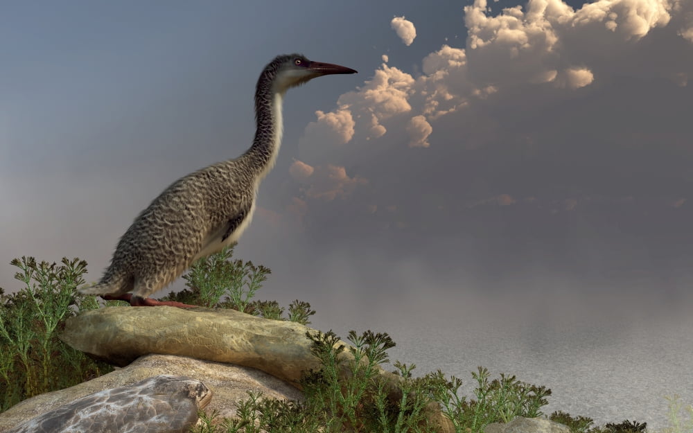 Hesperornis on the shoreline Canvas Art - Daniel EskridgeStocktrek Images (36 x 23)