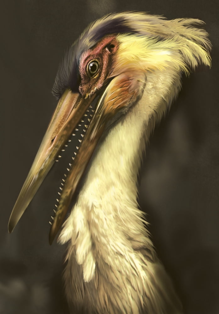 Hesperornis portrait Canvas Art - Jan SovakStocktrek Images (23 x 33)