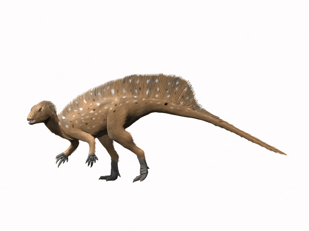 Heterodontosaurus dinosaur Canvas Art - Nobumichi TamuraStocktrek Images (33 x 25)
