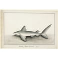 thumbnail image 1 of Heterodontus Portusjacksoni Port Jackson Shark Poster Print By Mary Evans Natural History Museum, 1 of 3