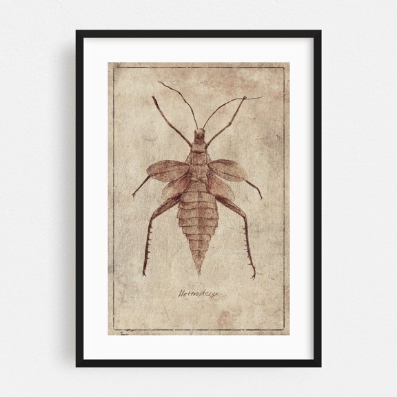 Heteroptryx - Drawing Vintage Insect Illustration Botanical Nature Sketch Black Framed Wall Art Print 5 x 7 inches