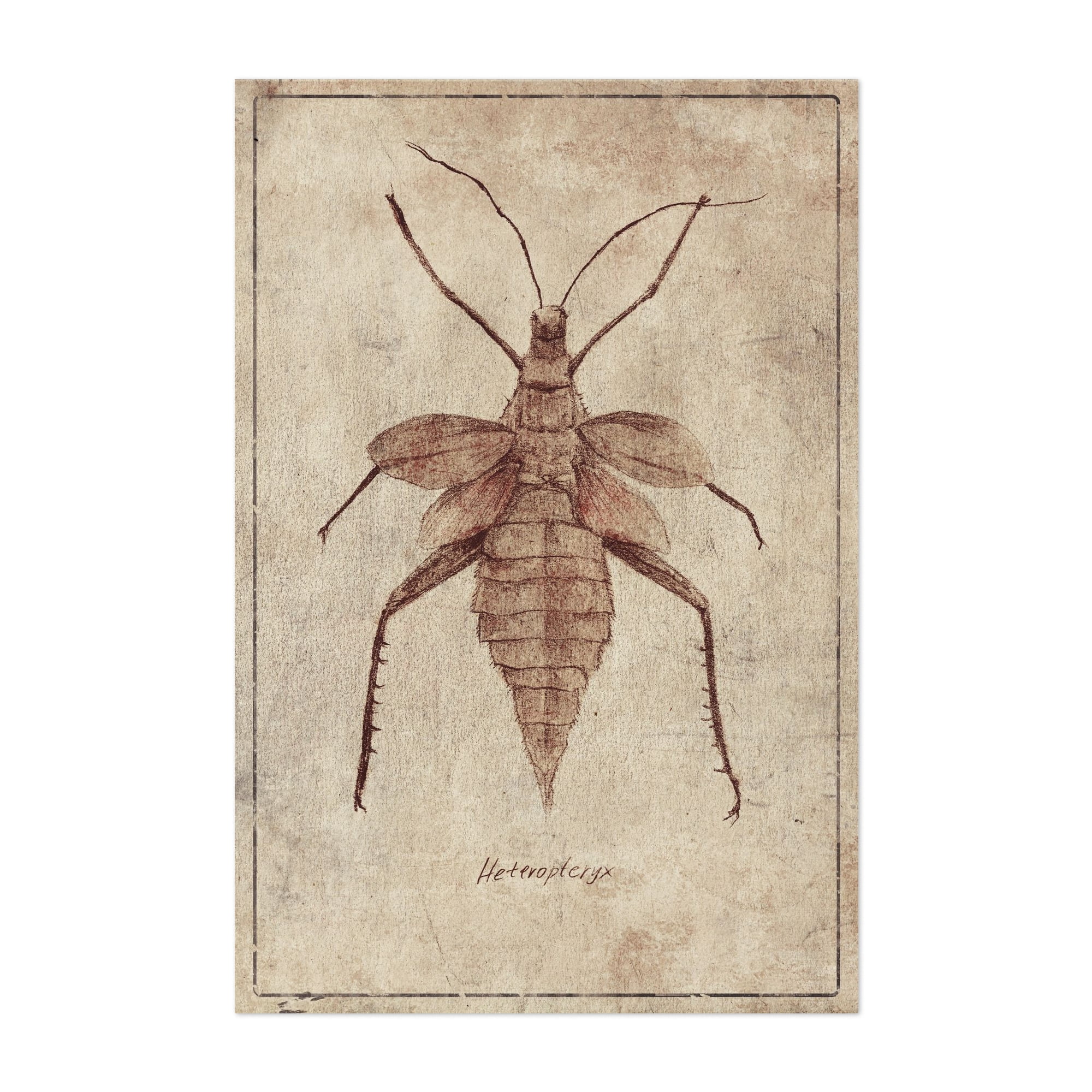 Heteroptryx - Drawing Vintage Insect Illustration Botanical Nature ...