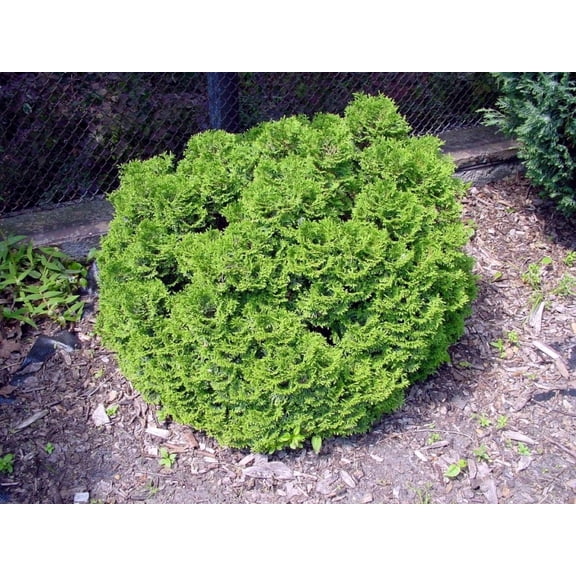 Hetz Midget Arborvitae - Thuja - 4" pot - Evergreen - Very Dwarf