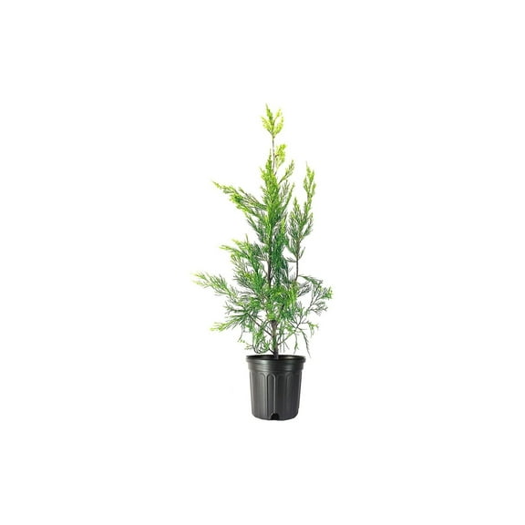 Hetzi Columnar Juniper 1 Live Gallon Size Tree Juniperus Chinensis Drought Tolerant Cold Hardy Evergreen Privacy Plants