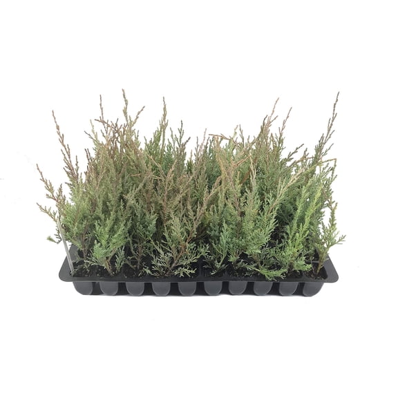 Hetzi Columnar Juniper - 20 Live Plants - Juniperus Chinensis - Evergreen Privacy Barrier