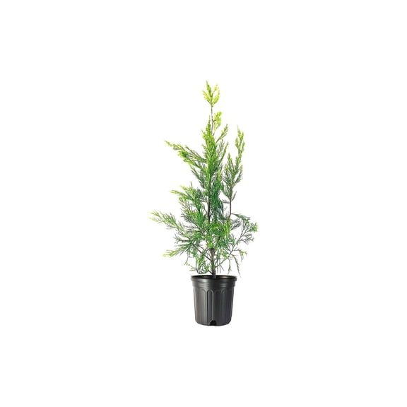 Hetzi Columnar Juniper 3 Live Gallon Size Trees Juniperus Chinensis Drought Tolerant Cold Hardy Evergreen Privacy Plants