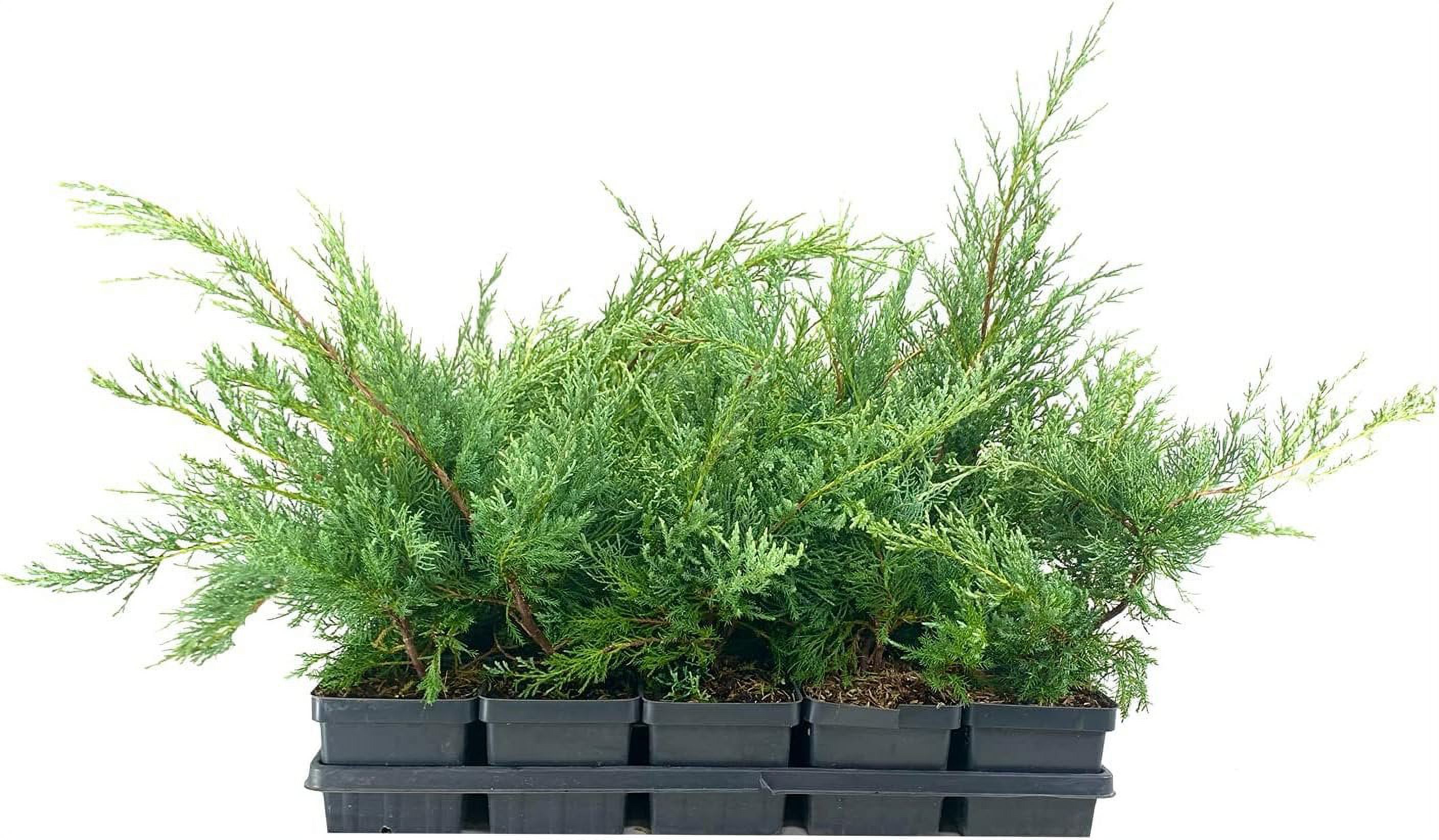 Hetzi Juniper 15 Live 4 Inch Pots Juniperus Chinensis Drought Tolerant ...