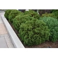 thumbnail image 1 of Hetzi Midget American Arborvitae-Compact Evergreen Shrub for Gardens  1 Quart (Pack of 4), 1 of 19