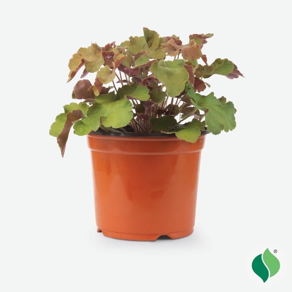 1 Gallon Heuchera Caramel