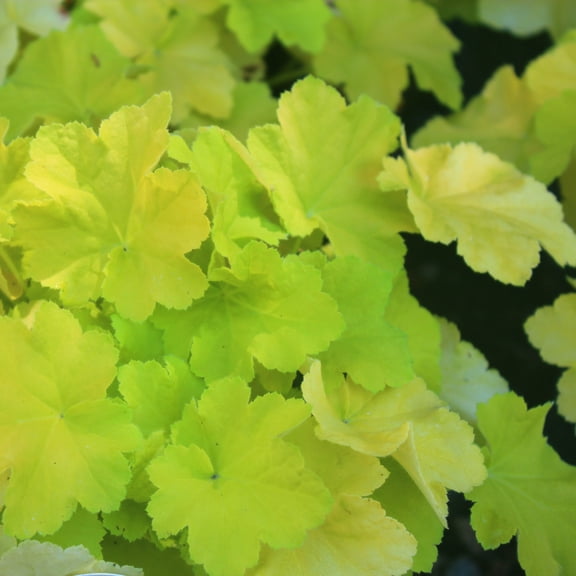 Heuchera 'Citronelle' -Coral Bells- Live Starter Plant