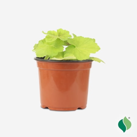 1 Gallon Heuchera High Hopes