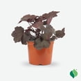 thumbnail image 1 of 1 gal. Magma Coral Bells (Heuchera), 1 of 9