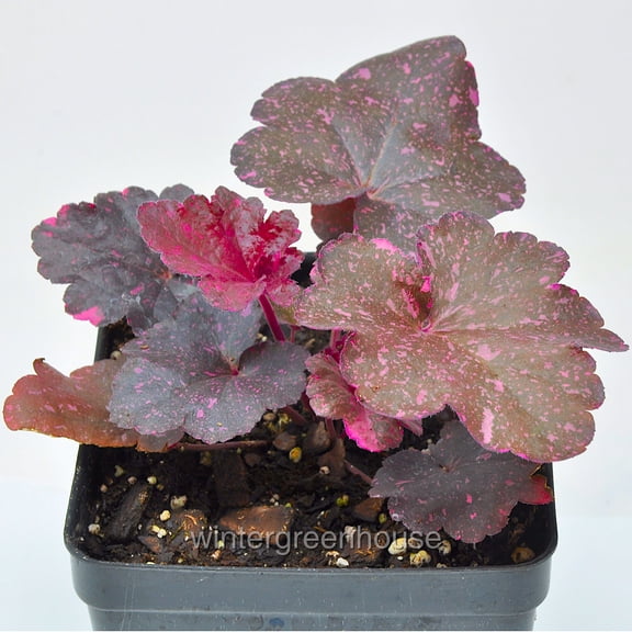 Heuchera, Midnight Rose, Coral Bells - Pot Size: 5in - Flowers