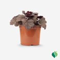 thumbnail image 1 of 1 Gallon Heuchera Raspberry Sea, 1 of 11