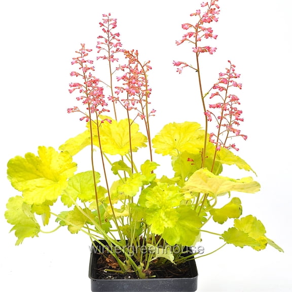 Heuchera, Sweet Tart, Coralbells - Pot Size: 3.5in - Flowers, Shade Plants