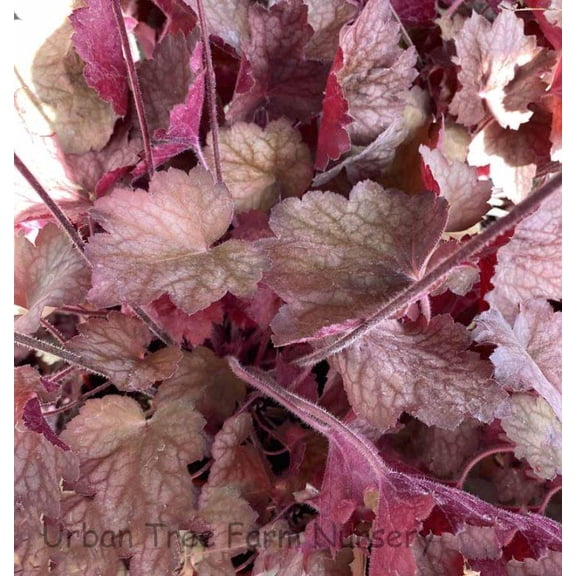 Heuchera x 'Georgia Peach'Coral BellsVibrant foliage 1 Gallon