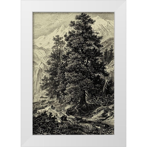 Heyn, Ernst 17x24 White Modern Wood Framed Museum Art Print Titled - Arolla Pine