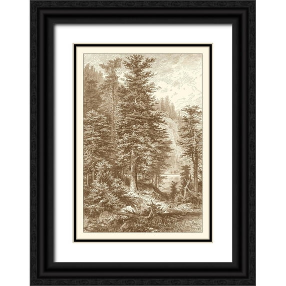 Heyn, Ernst 23x32 Black Ornate Wood Framed with Double Matting Museum Art Print Titled - Sepia Noble Fir