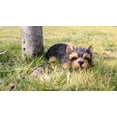 thumbnail image 1 of Hi-Line 2.5" Everyday Yorkshire Terrier Puppy Polyresin Statue, 1 of 3