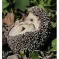 thumbnail image 1 of Hi-Line Gift 87743-B Hedgehog on Back Statue, 1 of 1