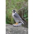 thumbnail image 1 of Hi-Line Gift 87755 Peregrine Falcon Statue, 1 of 1