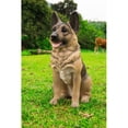 thumbnail image 1 of Hi-Line Gift 87766-S Small German Shepherd Sitting Statue, 1 of 2