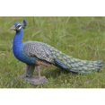 thumbnail image 1 of Hi-Line Gift 87809-S Peacock Statue, Small, 1 of 1