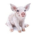thumbnail image 1 of Hi-Line Gift 87939 Pig - Sitting - Medium Statue, 1 of 1