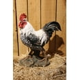 thumbnail image 1 of Hi- Line Gift 87961-WT Black/White Rooster Statue, 1 of 3