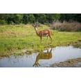 thumbnail image 1 of Hi-Line Gift Gazelle Statue 34.00 inch Garden Statue, 1 of 5
