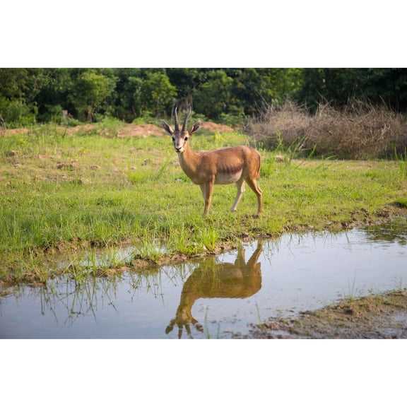 Hi-Line Gift Gazelle Statue 34.00 inch Garden Statue
