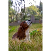 Hi-Line Gift Ltd 87703-O Howling Basset Hound Puppy Statue, 6.42-inch Height