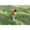 thumbnail image 1 of Hi-Line Gift Ltd. Oriole On Branch Statue, 1 of 2